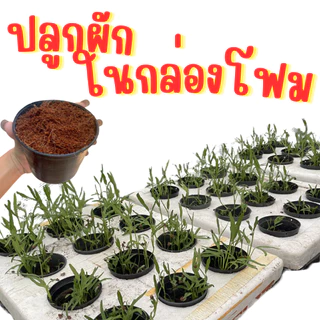 กระถาง 3 นิ้ว ปลูกผักไร้ดิน ปลูกผักในดิน สามารถใช้ปลูกผักในกล่องโฟม กระถาง 3 นิ้ว สีดำ เหนียว ทน