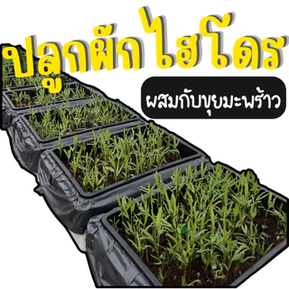 ตะแกรงปลูกผัก ถาดไดโซะ ถาดปลูกผักไฮโดรโปนิกส์ (**ใส่กล่องโฟมได้พอดี**)
