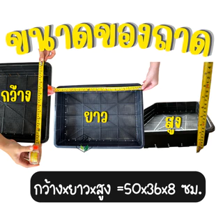 ชุดกล่องโฟม พร้อมถาดไดโซะ ชุดกล่องโฟมพร้อมถาดไดโซะ ชุดพร้อมปลูกผักไฮโดรโปนิกส์