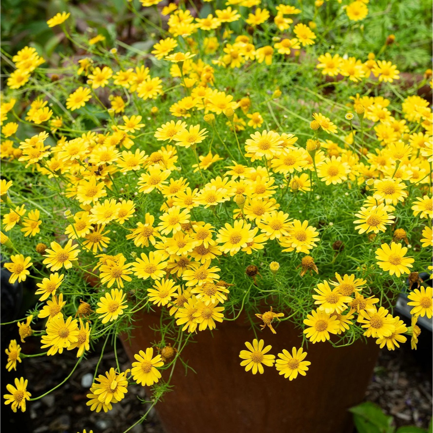 ดาห์ลเบิร์กเดซี่ เดซี่สีเหลือง ดอกฟูเต็มต้น สวยสดใสมาก Dahlberg daisy
