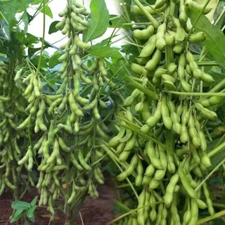 50 เมล็ดเมล็ดพันธุ์ถั่วแระญี่ปุ่น เมล็ดถั่วแระ นำเข้า สายพันธุ์แท้ ให้ผลผลิตเร็วผลดกทำพันธุ์ต่อได้