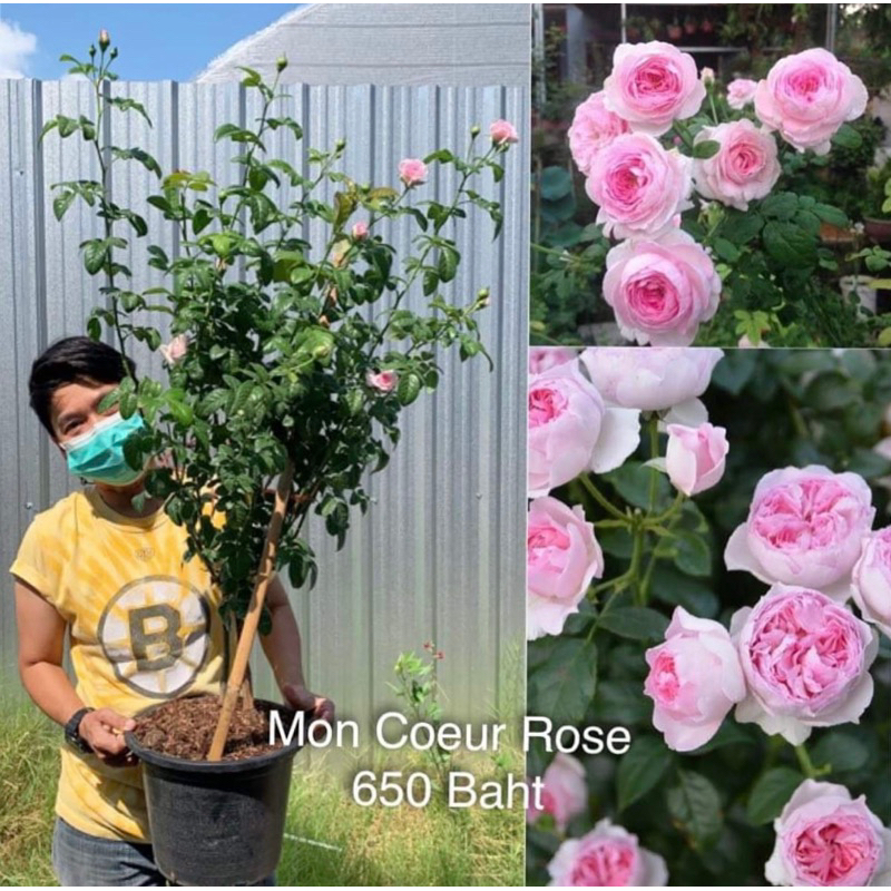 ต้นกุหลาบ Mon Coeur (มองเคอร์)