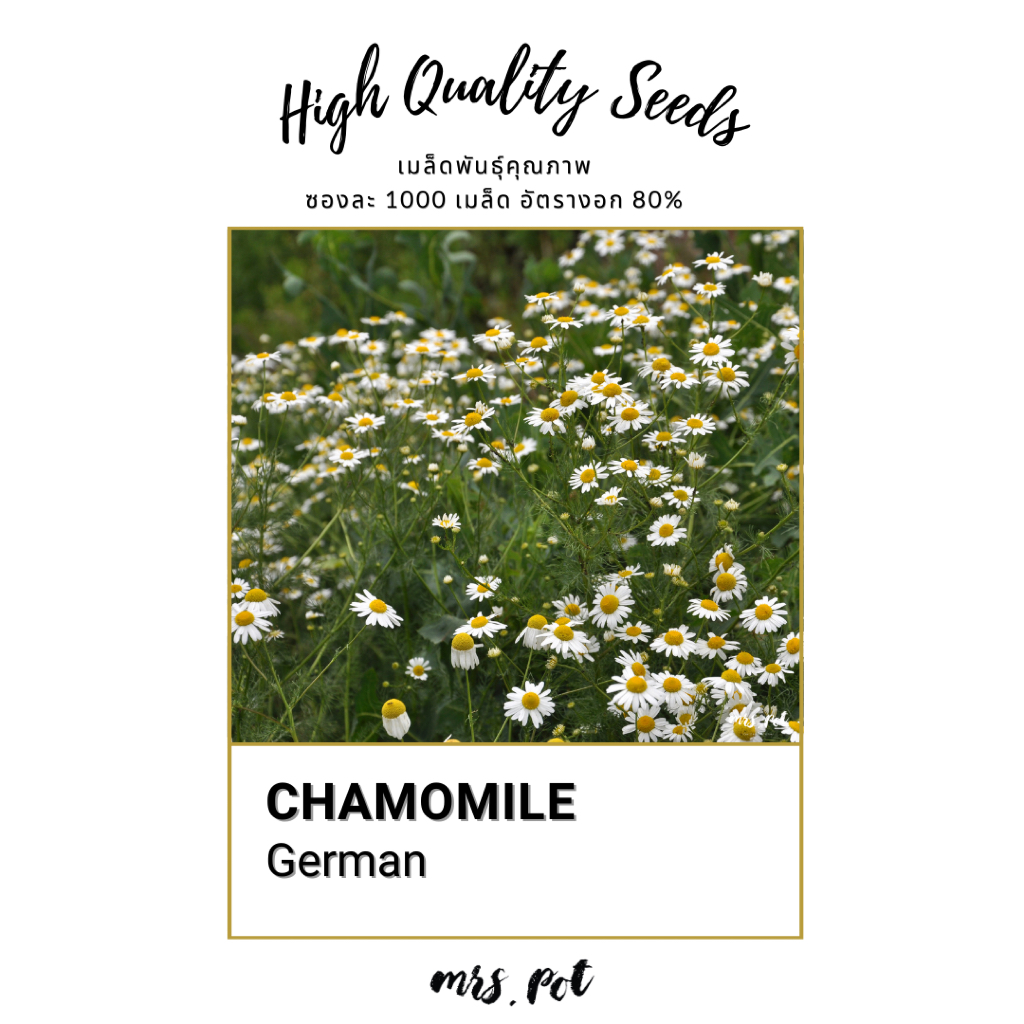 เมล็ดดอก German Chamomile รหัส096