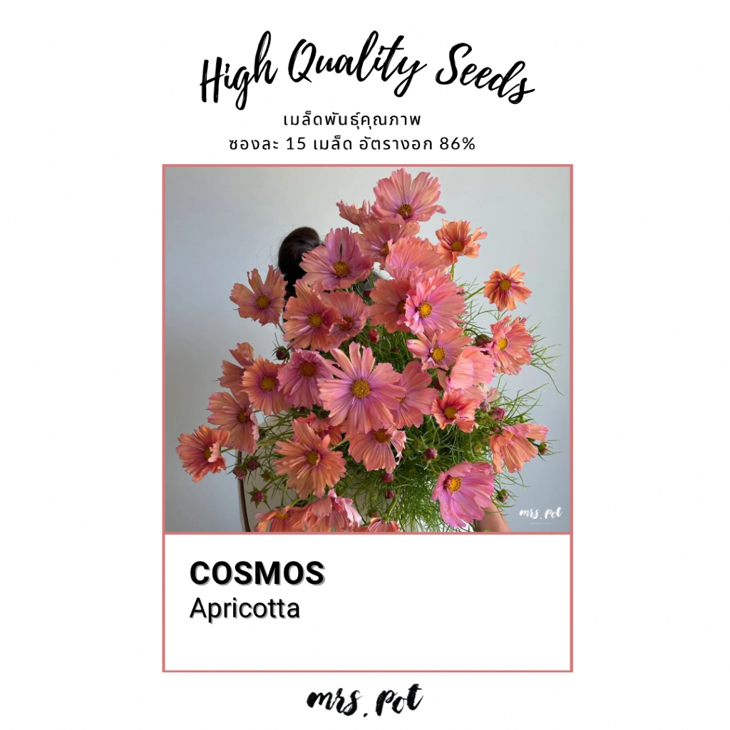 เมล็ดดอกไม้ทานได้ Cosmos สายพันธุ์ Appricotta รหัส033