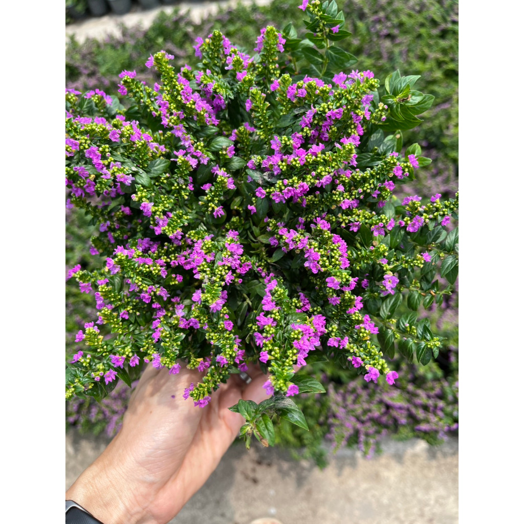 ต้นหลิวไต้หวัน หลิวม่วงแคระ ดอกฟูๆต้นโตๆ มีต้นเล็ก,ต้นใหญ่ให้เลือก False Heather, Elfin Herb