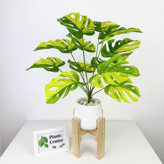 Plants Center P019 ต้นไม้ปลอม ต้นไม้มงคล ยกเซ็ทพร้อมกระถางเบลล่า ฟรีหินโรยสีขาว ต้นไม้ตกแต่งมินิมอล