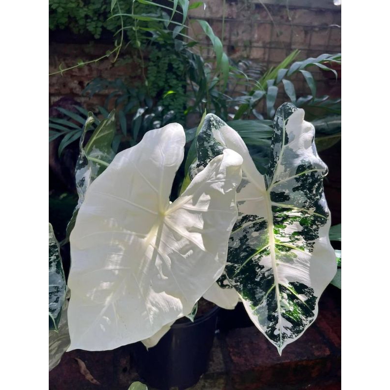 Alocasia Frydek Variegatedด่างขาว จำหน่ายแบบไข่เพาะชำส่งชำในถ้วยอบอย่างดีคัดเกรด ราคาถูก Shopee Lazada