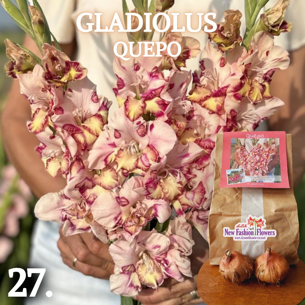 แกลดิโอลัส / Gladiolus สายพันธุ์ใหม่สีทัชใจสุดๆครับ ที่เดียวในไทย ปลูกง่ายออกดอกง่ายเป็นดอกไม้น่าร้อนโดยแท้เลยครับ ราคา ถูกที่สุด ดีลบีเคเค
