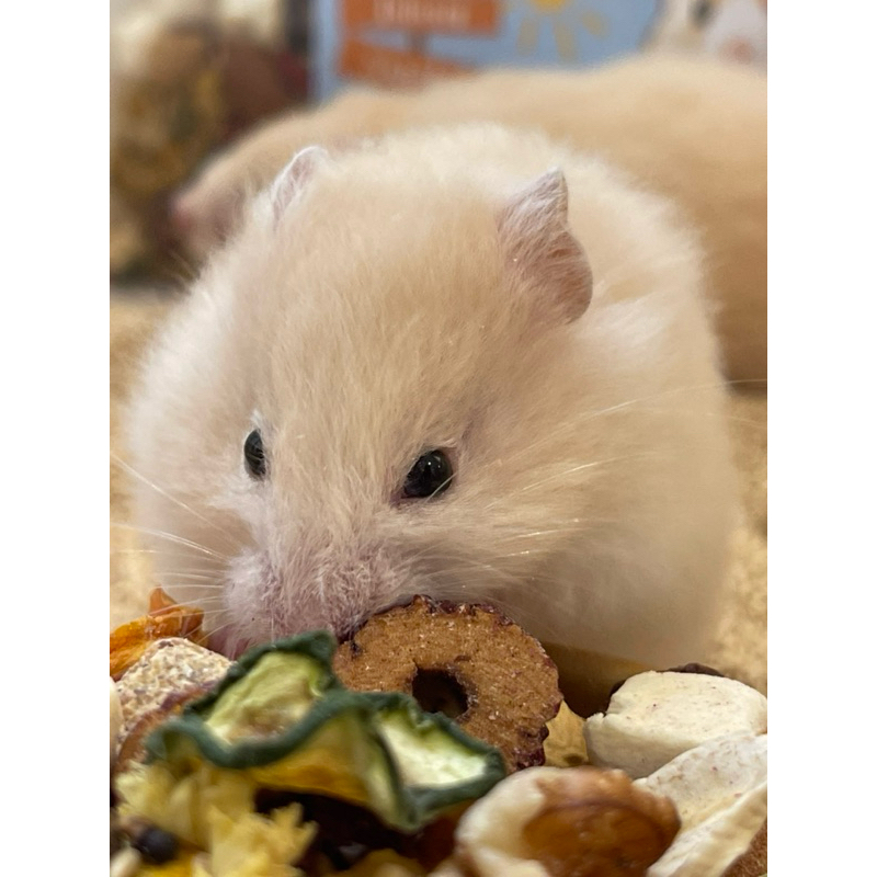 Hamster Food : Forage Feast อาหารผสมแฮมสเตอร์เน้นดอกไม้และsuper food🌸 - รูปที่ 3
