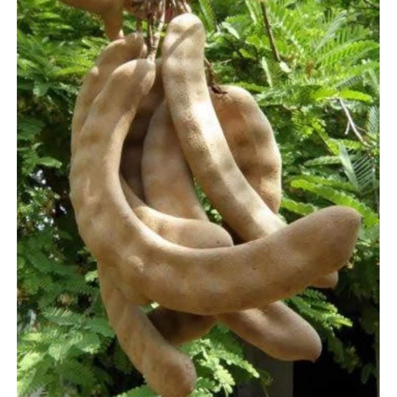 ต้นมะขามเปรี้ยวยักษ์  มะขามเปรี้ยวยักษ์ ( ทาบกิ่ง)