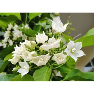 ต้นชมนาด ไม้ไทยมีกลิ่นหอม ดอกสีขาวติดดอกดก (สูง 50-70cm) ไม้เลื้อยประดับ