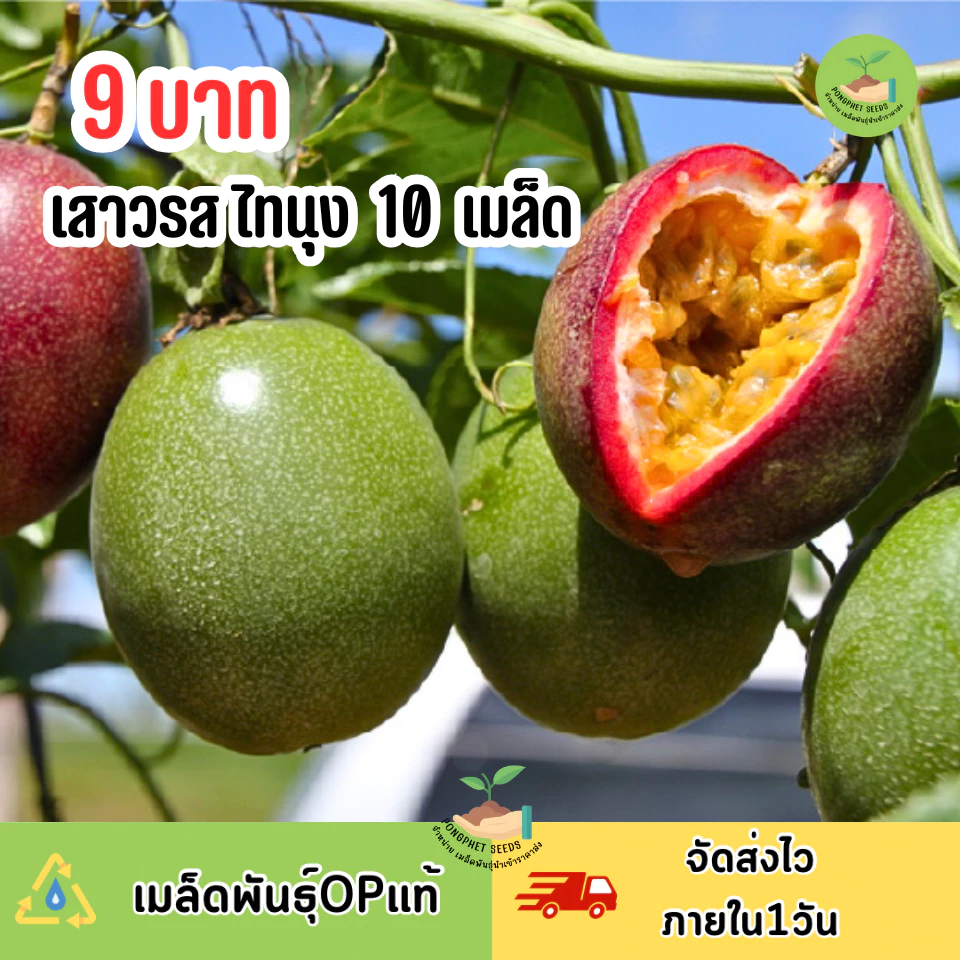 พิเศษ9บาท เมล็ดพันธุ์เสาวรส ไทนุง 10 เมล็ด