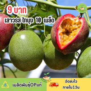 พิเศษ9บาท เมล็ดพันธุ์เสาวรส ไทนุง 10 เมล็ด