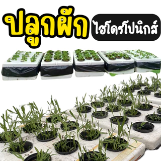 ที่เจาะรูกล่องโฟม 5 แบบ ที่เจาะรูกล่องโฟมปลูกผักไฮโดรโปนิกส์ ที่เจาะรู 3 นิ้ว 4 นิ้ว 5 นิ้ว 6 นิ้ว