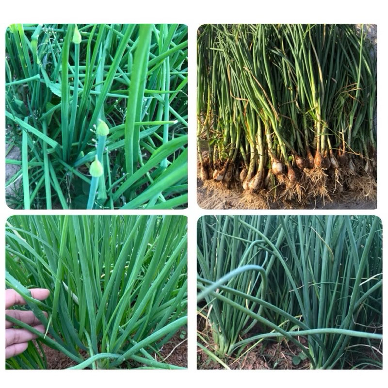 ชุด 40 ต้น สี่สายพันธุ์ต้นหอมที่ควรมีติดบ้าน หอมบั่วเลย หอมดอก หอมแบ่ง หอมเขียวน้อย