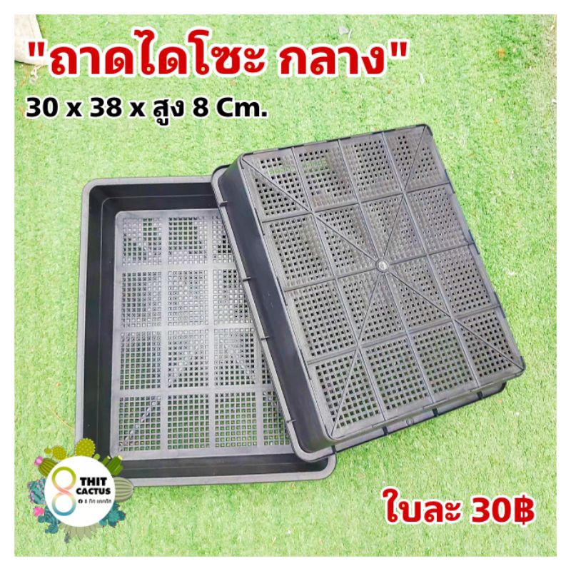 // ถาดไดโซะ กลาง // 30x38xสูง8 cm // เพาะเมล็ด ต้นอ่อน แคคตัส กระบองเพชร
