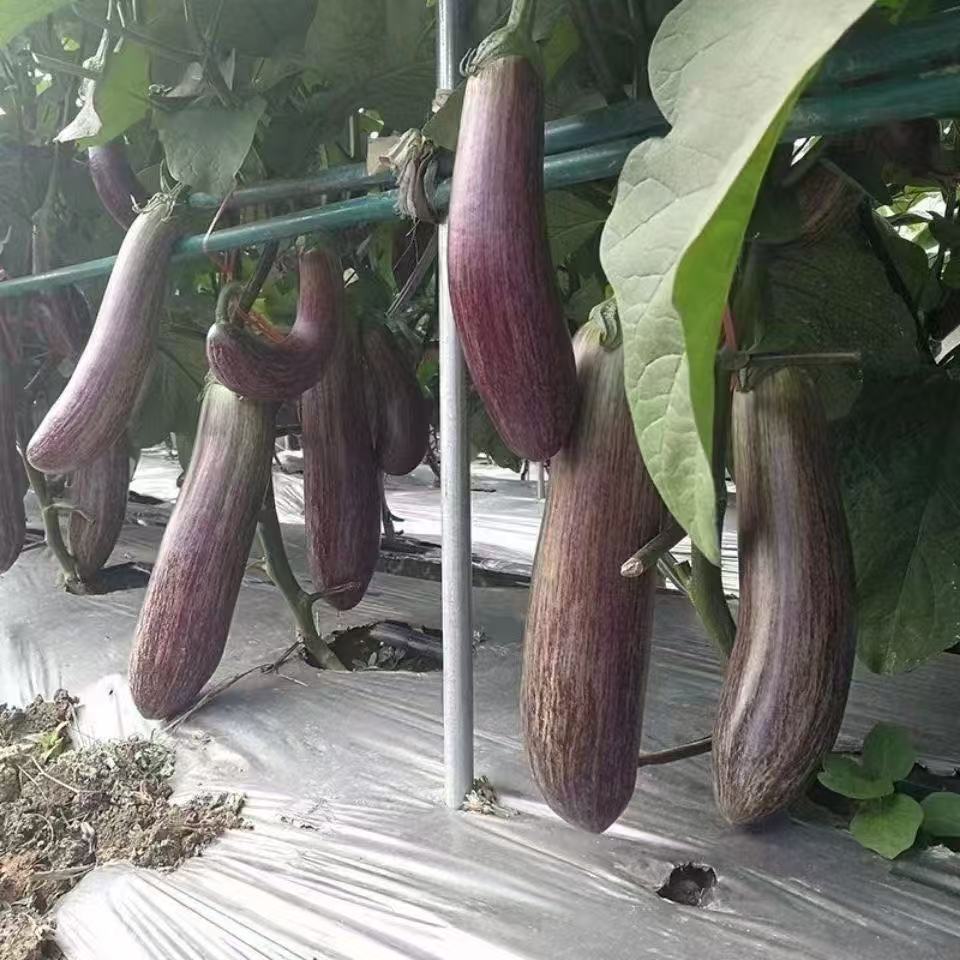 300 เมล็ด เมล็ดพันธุ์มะเขือม่วงลาย มะเขือม่วงลาย เมล็ดมะเขือม่วงลาย ปลูกง่าย ลูกโต ปลูกง่ายทุกฤดู