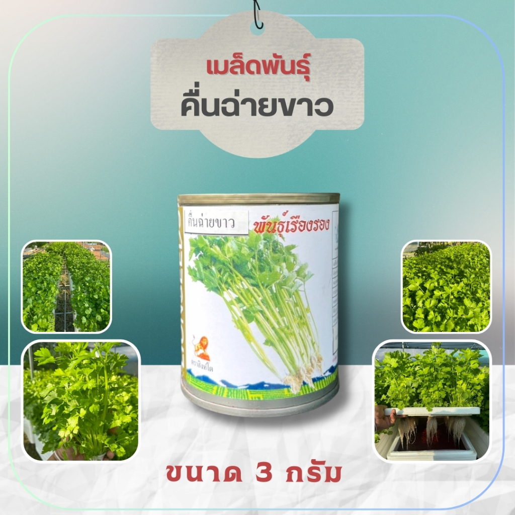เมล็ดพันธุ์คื่นฉ่าย คื่นฉ่ายขาว พันธุ์เรืองรอง ขนาด 3 กรัม ปลูกได้ทุกฤดู - เกษตรกรรมยั่งยืน