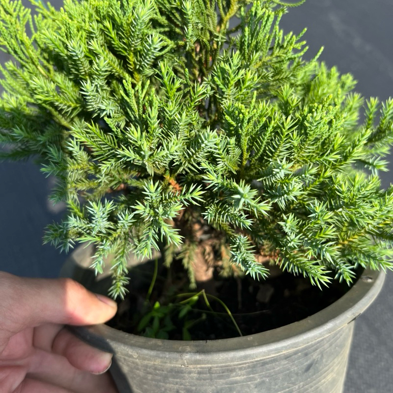 สนมังกร (Juniperus chinensis) 🐲 ฟอร์มสวย ตัดเเต่ง จัดสวน พร้อมกระถาง 8 นิ้ว สูงประมาน 60-75 ซม. - รูปที่ 4