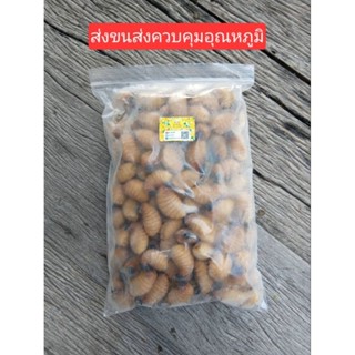 ด้วงสาคูแช่แข็ง (ไม่ใส่เกลือ)  250 - 1000 กรัม ส่งขนส่งควบคุ…