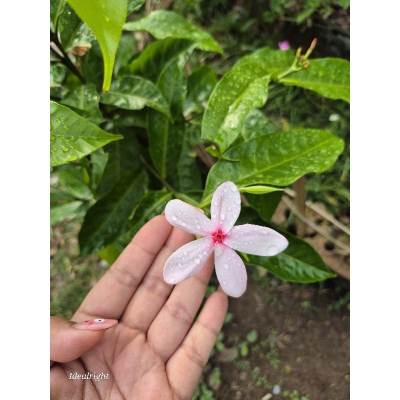 พุดชมพู พุดพวงดวงใจ ติดดอก สูง 1 ม. ออกดอกทั้งปี สีหวานสวยงาม