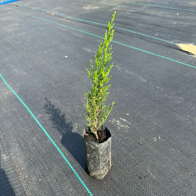 สนอิตาเลี่ยนไซเปรส (Cupressus sempervirens) 🌲 ไซร้น่ารัก สูง 22-26 ซม.