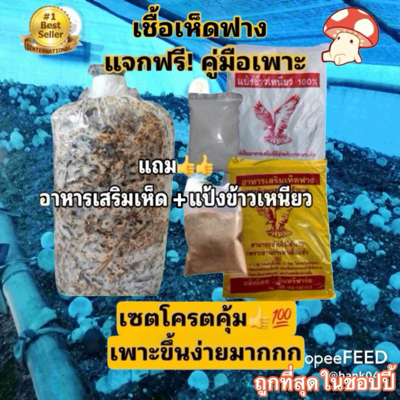 เชื้อเห็ดฟาง เห็ดฟาง ดอกใหญ่  ออกง่าย ออกดก แถมฟรีอาหารเสริม+แป้ง+คู่มือเพาะเห็ด