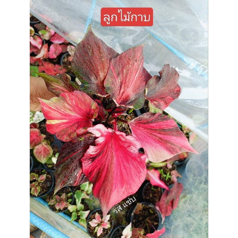 ต้นบอนสี ลูกไม้กาบด่าง เป็นบอนกาบกัดสี มีลายด่างที่ใบ เปลี่ยนสีได้ ไม่แน่นอน