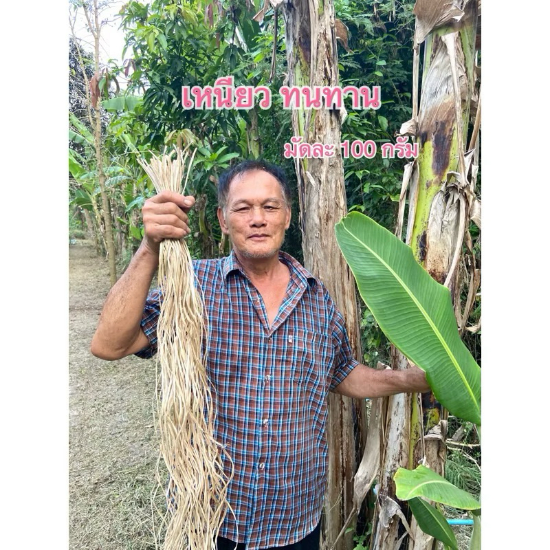 เชือกกล้วยใบตองตานีสำหรับมัดของ@วิสาหกิจชุมชนบ้านเกื้อกูล