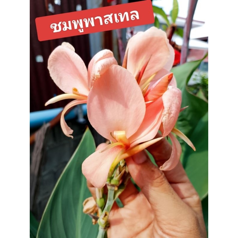 🔥(3หน่อ=19฿)‼️ถูกสุด💯พุทธรักษา🌸 สีชมพูพาสเทล🌸หวานๆ🩷