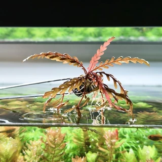 ไมยราบ UK : Hygrophila Pinnatifida ต้นไม้น้ำ พันก้อนหิน เอาไปวางปลูกต่อได้เลย (ใบน้ำ)