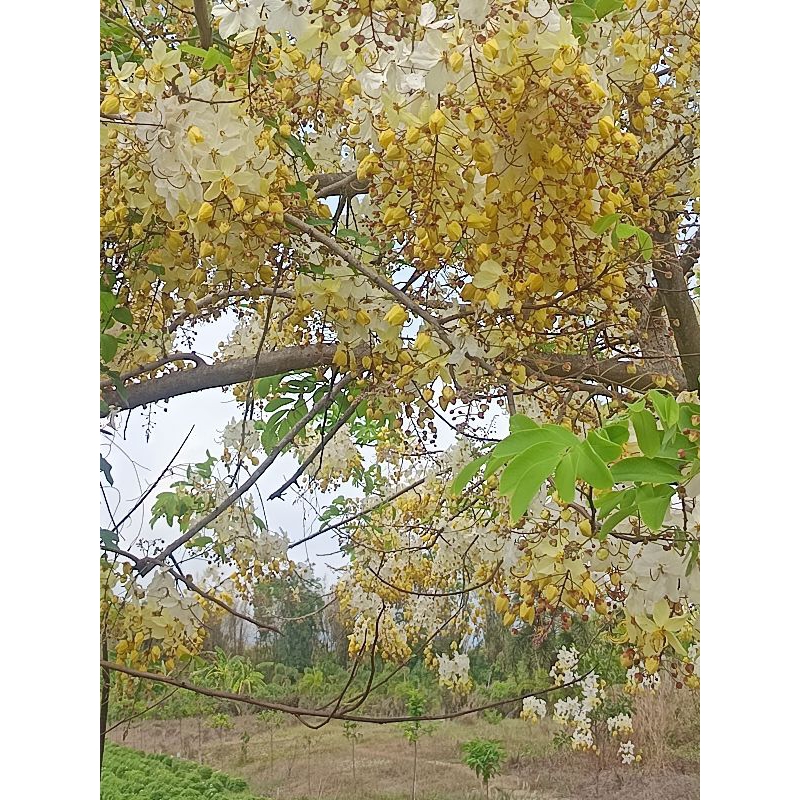 ต้นคูนขาวเสียบยอด 1.8ม. ออกดอกแล้วค่ะ ดอกสีขาวสวยช่วงหน้าร้อน