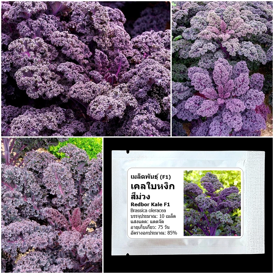 เมล็ดพันธุ์เคล เรดบอร์ เคลใบหงิกสีม่วง Redbor Kale F1 Seed 10 เมล็ด นำเข้าจาก USA ของแท้ 100%