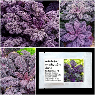 เมล็ดพันธุ์เคล เรดบอร์ เคลใบหงิกสีม่วง Redbor Kale F1 Seed 10 เมล็ด นำเข้าจาก USA ของแท้ 100%