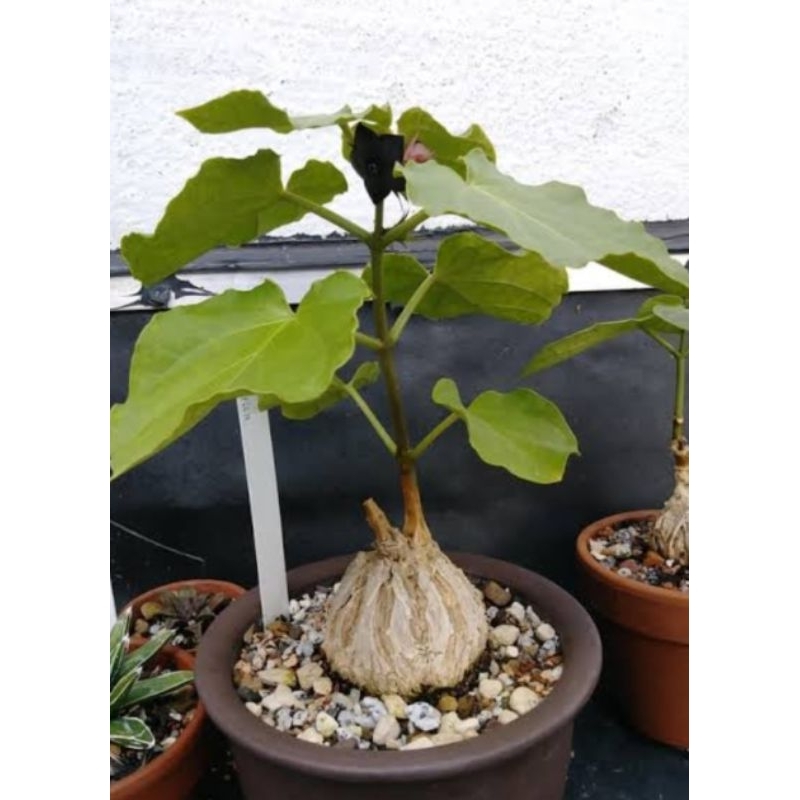 Matelea cyclophylla ขนาด2.5-3cmไม้มาดากัสการ์ไม้หายากน่าสะสม