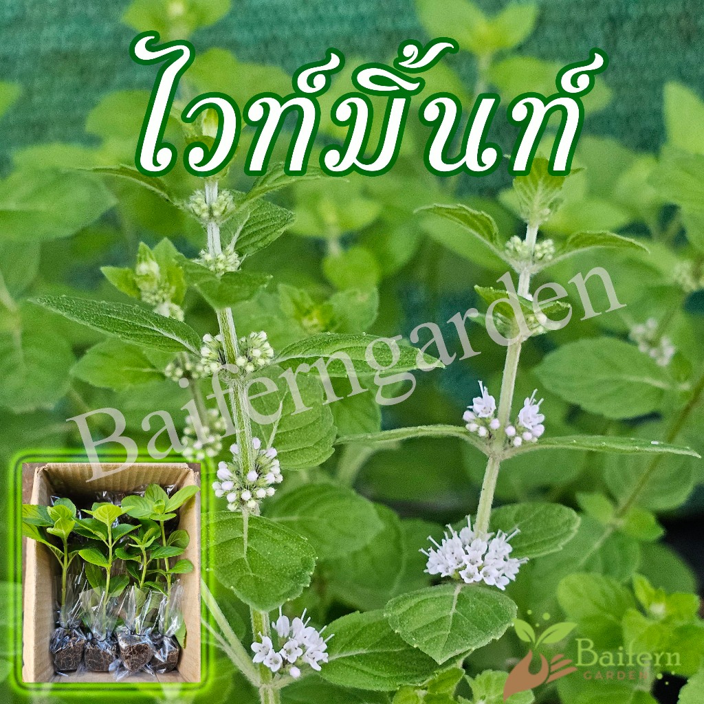 ต้นกล้าไวท์มิ้นท์(white mint) สมุนไพรฝรั่ง เลี้ยงง่ายโตไว