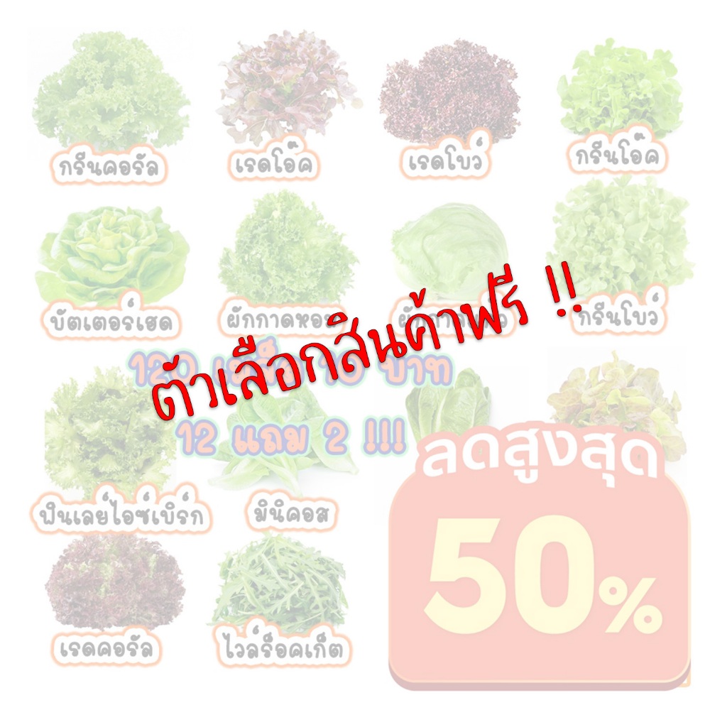 [สินค้าฟรี อย่ากดสั่งแยก] เมล็ดพันธุ์ผักสลัด เมล็ดพันธุ์ผัก