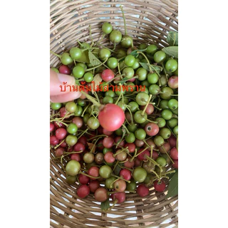 ลูกตะขบบ้านผลไม้จากธรรมชาติประโยชน์เยอะ(มีแถม)
