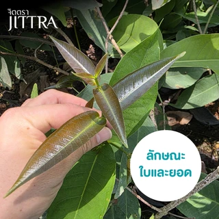 จิตตรา ต้นพันธุ์ชมพู่ทับทิมจันทร์ กิ่งตอนสูง 60-80 ซม. โตไวให้ผลเร็ว พร้อมส่ง เคลมฟรี ต้นพันธุ์ผลไม้