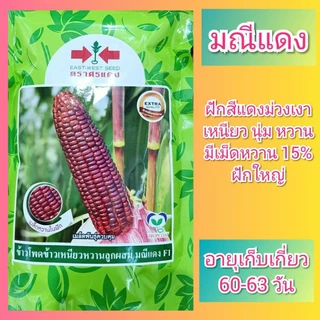 เมล็ดพันธุ์ข้าวโพด ข้าวโพด ศรแดง ข้าวโพดข้าวเหนียว ข้าวโพดหวาน