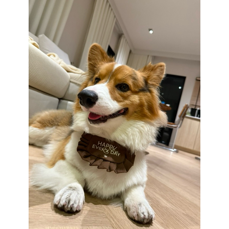 ผ้าพันคอ ผูกคอ สุนัข แมว วันเกิด สัตว์เลี้ยง 🐶 พร้อมส่งจากไทย
