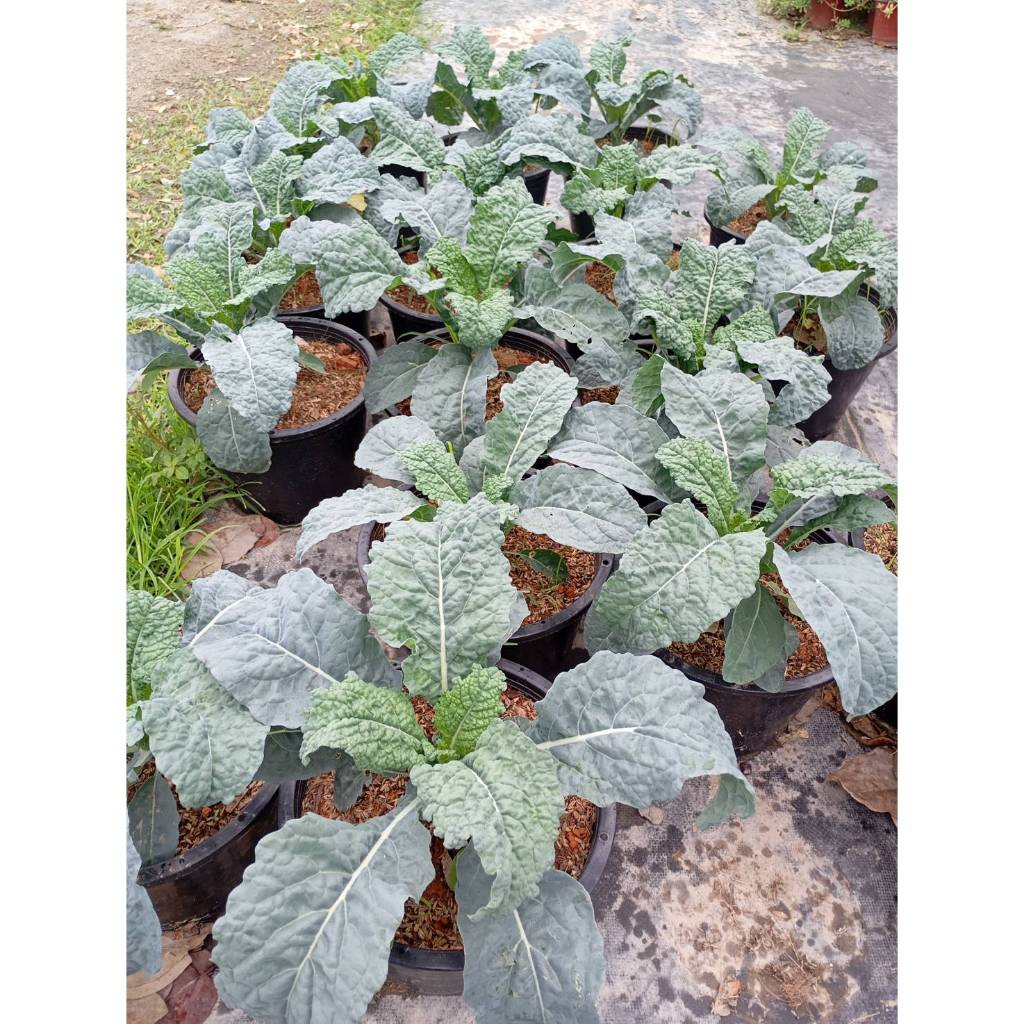 ต้นพันธุ์ เคลไดโน เคลไดโนเสาร์ ถุงดำ 29 บาท พร้อมปลูก Lacinato Kale  ราชินีของผักใบเขียว dino kale เคลใบยาว  ปลูกง่าย ราคา ถูกที่สุด ดีลบีเคเค