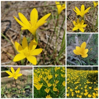 บัวดินสีเหลืองขมิ้น / บัวสวรรค์ (Rain Lily) 20 หัว คละไซส์