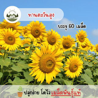 เมล็ดทานตะวันสูง 60 เมล็ด