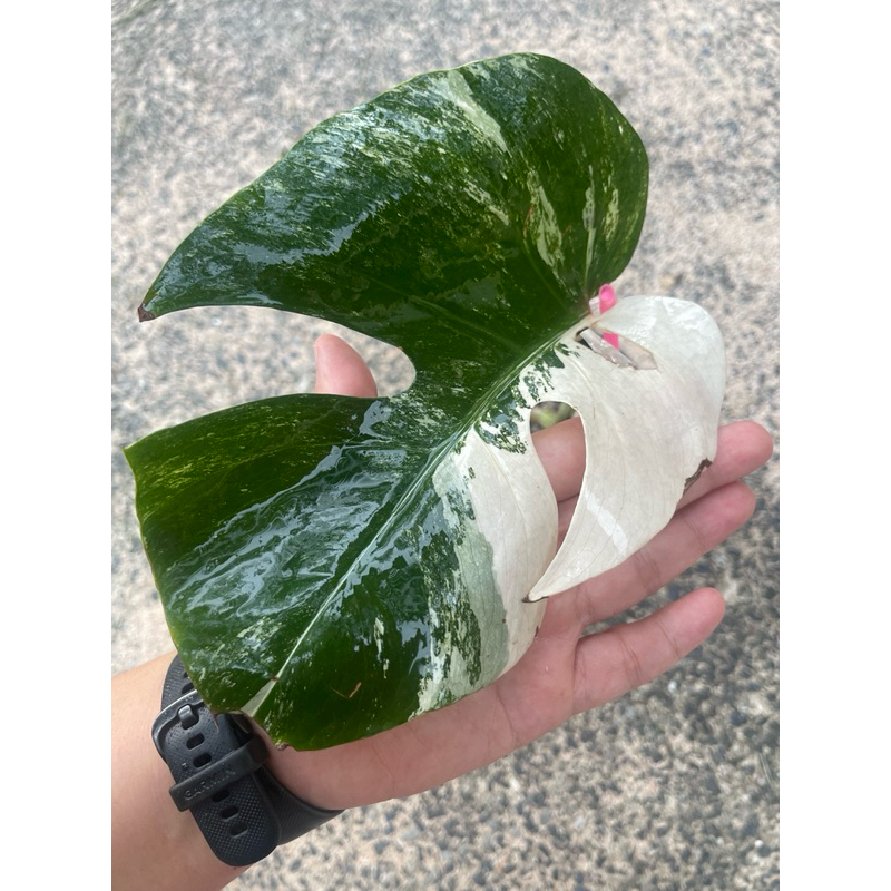 มอนสเตอร่า อัลโบ้ มอนสเตอร่าด่าง ด่างขาว มอนอัลโบ้ monstera albo holland อันโบ้ อัลโบ