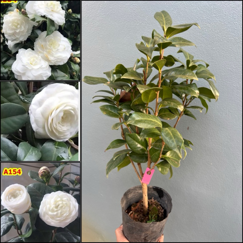 คามีเลียสีขาว พันธุ์คริสตัลไวน์ /โอเรียนเต็ลไบรท์ (Oriental Bright White Camellia ) ต้นนำเข้าอายุ3ปีมาทั้งดินเดิมตามรูป