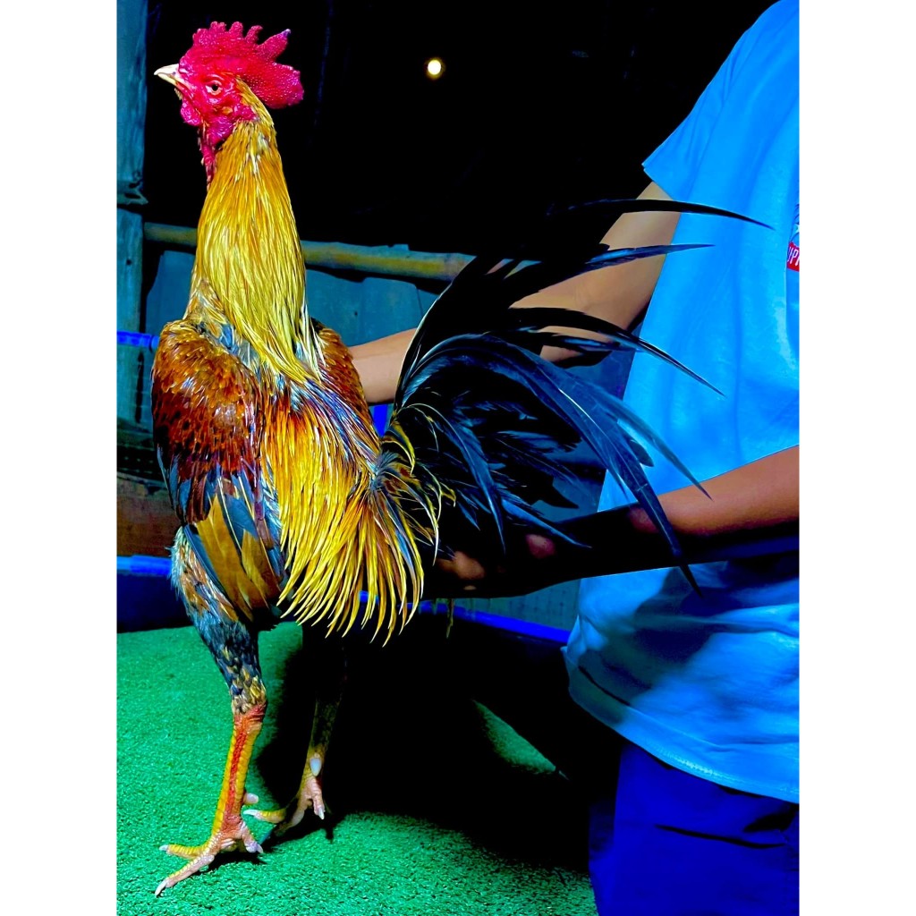 ไข่เชื่อไก่ชนสายพม่าแข่งหน้าลูกเสร็ฟเบอร์1เข้าหูทุกดอกแผลคมจัดๆเกรดVIP