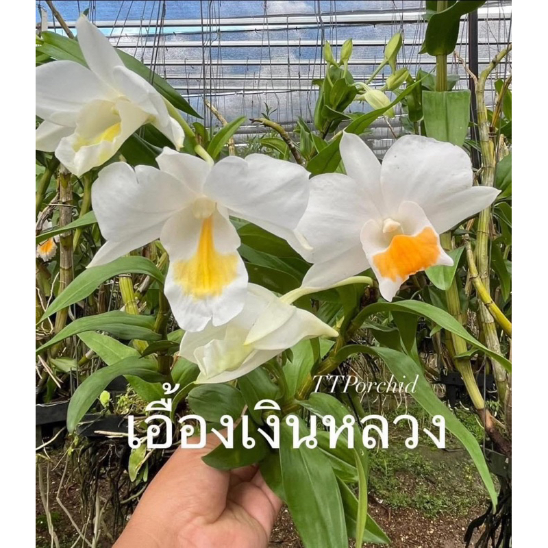(ออกดอกทั้งปี)กล้วยไม้ Dendrobium formosum เอื้องเงินหลวงไม้ป่ากอสวย ออกดอกทั้งปี