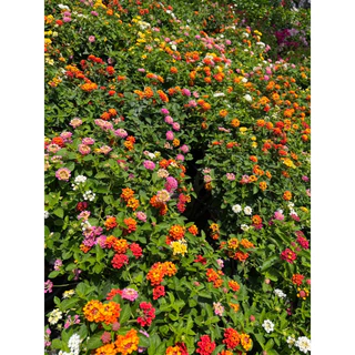 ผกากรองแฟนซี เสียบยอด มีหลายสีในต้น สวยมากๆ Lantana camara, tick berry