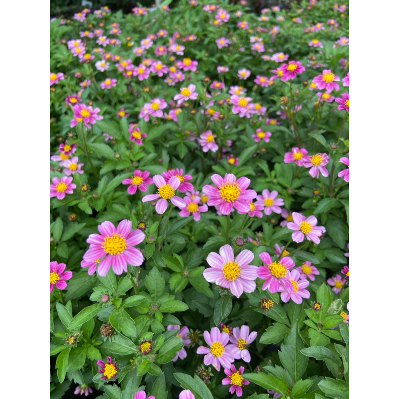ไบเด้นท์แคระ Pink Tickseed พุ่มดอกสวย ออกดอกตลอดปี เลี้ยงง่าย (กระถาง 8 นิ้ว)